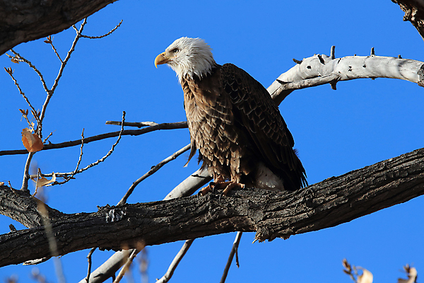 포토 JPG 해외이미지 주간 나무 야생동물 사람없음 야외 독수리 흰머리독수리 해외202105 해외포토 자연요소 식물 동물 조류 파일형식