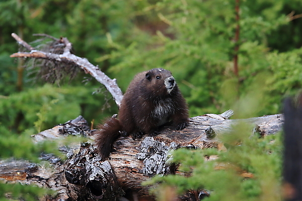 포토 JPG 해외이미지 주간 동물 척추동물 1 야생동물 섬 캐나다 신체 포유류 자연 영국 산 사람없음 야외 세로 초록색 금지 콜롬비아 가득함 집중 멸종 동물상 땅바닥 벤쿠버 해외202105 해외포토 자연요소 유럽 컬러 컨셉 북아메리카 바닥 조형물 남아메리카 생태계 파일형식