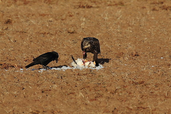 포토 JPG 해외이미지 공원 야생동물 백그라운드 겨울 조류 하늘 휴가 새로움 멕시코 흑백 풍경 사람없음 빨간색 파란색 머리 가을 먹이 먹기 심볼 깃털 속도 독수리 육식동물 대머리 거위 내추럴 고립 전국 해외202105 해외포토 동물 헤어스타일 계절 공공시설 컬러 컨셉 북아메리카 모션 촬영기법 신체부위 파일형식