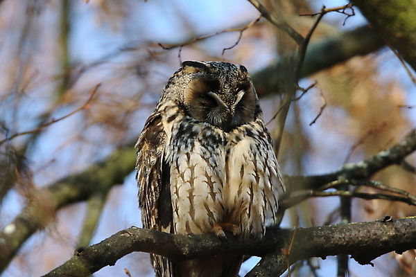 포토 JPG 해외이미지 나무 동물 응시 공원 여자 남자 야생동물 자연 조류 앉기 사람없음 목재 초록색 봄 덮개 숲 먹이 심볼 사냥 귀 육식동물 자작나무 동물상 옛날 해외202105 해외포토 식물 시선 계절 공공시설 컬러 재료 모션 사람 신체부위 조형물 뚜껑 생태계 파일형식