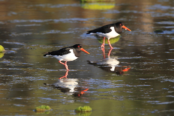 포토 JPG 해외이미지 조류 야외 물떼새 해외202105 검은머리물떼새 해외포토 동물 파일형식