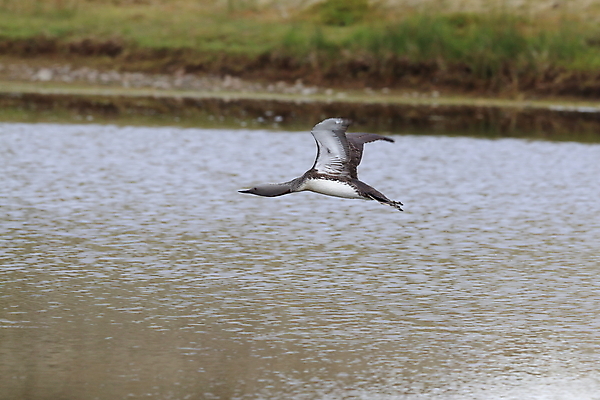 포토 JPG 해외이미지 동물 호수 야생동물 바다 날개 자연 조류 표면 영국 아이슬란드 사람없음 야외 가로 빨간색 물 여름 반사 수영 펼침 연못 서핑 잠수부 습지 몸단장 민물 변소 스칸디나비아 해외202105 해외포토 자연요소 계절 유럽 컬러 모션 수상스포츠 전문직 생태계 파일형식