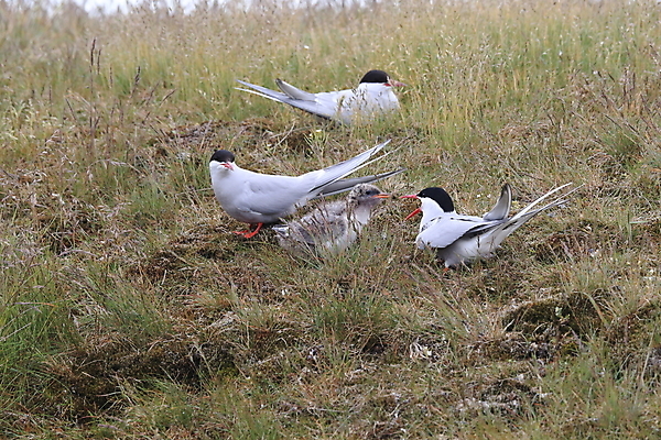 포토 JPG 해외이미지 동물 응시 야생동물 바다 섬 청소년 갈매기 조류 잉글랜드 병아리 아이슬란드 어업 사람없음 빨간색 흰색 아기 관찰 황무지 둥지 공격 북극 깃털 북쪽 철새 대서양 공격적 동물상 스칸디나비아 해외202105 해외포토 시선 유럽 산업 컬러 컨셉 모션 영국 사람 조형물 극지방 방향 파일형식