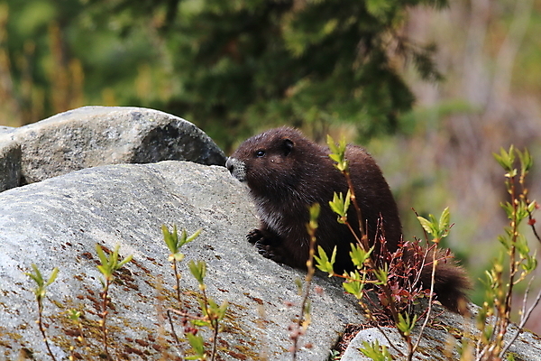 포토 JPG 해외이미지 주간 동물 척추동물 1 야생동물 섬 캐나다 신체 포유류 자연 영국 산 사람없음 야외 세로 초록색 금지 콜롬비아 가득함 집중 멸종 동물상 땅바닥 벤쿠버 해외202105 해외포토 자연요소 유럽 컬러 컨셉 북아메리카 바닥 조형물 남아메리카 생태계 파일형식