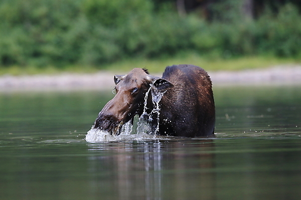 포토 JPG 해외이미지 동물 1 공원 여자 음료 야생동물 새끼 북아메리카 포유류 자연 뿔 국립공원 사람없음 야외 초록색 물 환경 수영 미국 연못 빙하 내추럴 송아지 수유 해외202105 해외포토 자연요소 공공시설 컬러 아메리카 사람 수상스포츠 소 생태계 파일형식