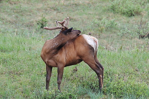 포토 JPG 해외이미지 동물 공원 여자 남자 야생동물 캐나다 날개 포유류 자연 조류 사슴 산 앉기 초원 사람없음 야외 환경 달러 가을 게임 황무지 군중 큼 바퀴자국 깃털 황소 사냥 서식지 동물상 밴프 분배 앨버타 엘크 전국 해외202105 해외포토 계절 공공시설 돈 북아메리카 자국 모션 놀이 사람 조형물 소 크기 생태계 파일형식