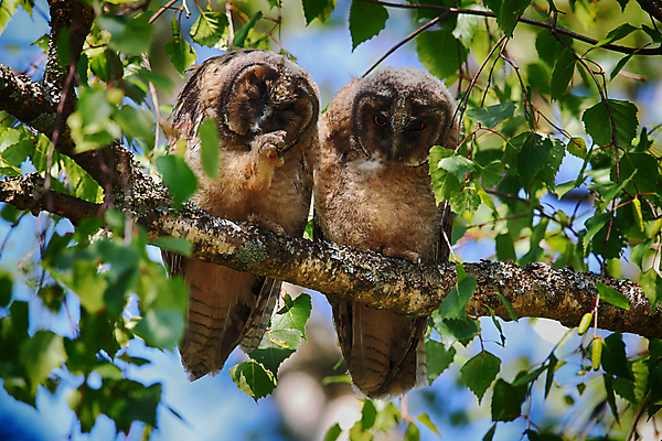 포토 JPG 해외이미지 나무 동물 응시 공원 남자 유럽 야생동물 자연 조류 주택 병아리 앉기 사람없음 목재 초록색 봄 숲 먹이 심볼 사냥 귀 육식동물 자작나무 해외202105 해외포토 식물 시선 계절 공공시설 나라 컬러 재료 모션 사람 건물 신체부위 생태계 파일형식