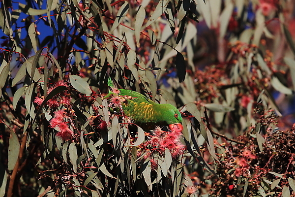 포토 JPG 해외이미지 나무 동물 야생동물 백그라운드 무지개 자연 조류 동물원 앉기 사람없음 빨간색 초록색 반려동물 컬러풀 노란색 나뭇가지 호주 가슴 열대우림 깃털 부리 앵무새 서식지 내추럴 동물상 이국적 해외202105 해외포토 자연요소 식물 컬러 모션 신체부위 조형물 오세아니아 숲 생태계 파일형식