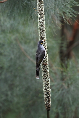 포토 JPG 해외이미지 나무 식물 동물 1 응시 공원 꽃 야생동물 꽃무늬 날개 자연 조류 앉기 사람없음 야외 목재 초록색 컬러풀 노란색 검은색 회색 흰색 나뭇가지 호주 숲 작음 깃털 부리 시끄러움 노려봄 계산서 광부 해외202105 해외포토 직업 시선 공공시설 컬러 무늬 재료 모션 표정 오세아니아 크기 생태계 파일형식