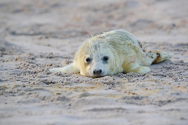 포토 JPG 해외이미지 동물 유럽 야생동물 새끼 바다 섬 포유류 자연 털 독일 사랑 해변 사람없음 야외 귀여움 환경 회색 코트 흰색 아기 신생아 보호 물개 모래언덕 북쪽 멸종 대서양 생태학 해외202105 해외포토 교육 감정 나라 컬러 컨셉 사람 바다동물 외투 방향 언덕 생태계 파일형식