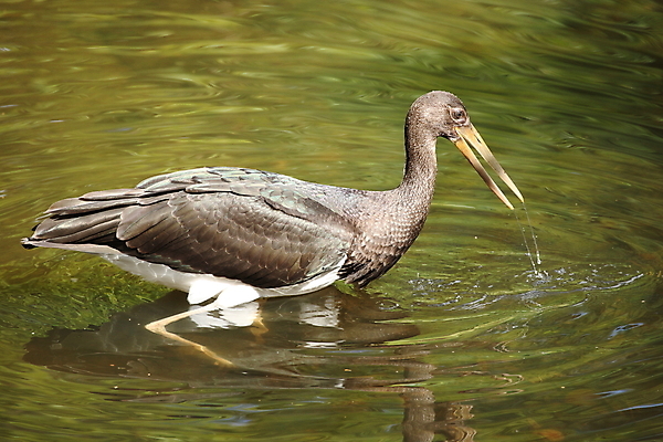 포토 JPG 해외이미지 동물 유럽 호수 야생동물 음식 곤충 조류 생물 독일 서기 사람없음 야외 목재 빨간색 물 컬러풀 검은색 숲 깃털 검색 부리 사냥개 슛 남쪽 계산서 전국 황새 해외202105 해외포토 자연요소 나무 나라 컬러 재료 모션 개 방향 파일형식