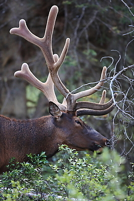 포토 JPG 해외이미지 동물 공원 남자 야생동물 캐나다 밭 포유류 자연 사슴 산 뿔 풍경 초원 사람없음 야외 초록색 갈색 숲 큼 먹이 먹기 바퀴자국 황소 사냥 내추럴 밴프 앨버타 엘크 웅장함 전국 로키산맥 그리너리 해외202105 해외포토 공공시설 컬러 북아메리카 농업 자국 모션 사람 소 크기 생태계 파일형식 트랜드컬러