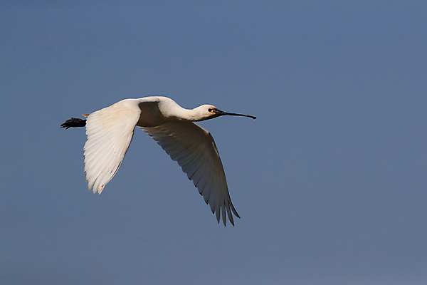포토 JPG 해외이미지 동물 드레스 유럽 야생동물 음식 바다 섬 조류 하늘 서기 사람없음 초록색 물 파란색 머리 걷기 숟가락 검은색 흰색 황무지 왜가리 깃털 네덜란드 주걱 물새 계산서 고립 수유 해외202105 해외포토 자연요소 옷 나라 컬러 모션 주방용품 수저 신체부위 파일형식