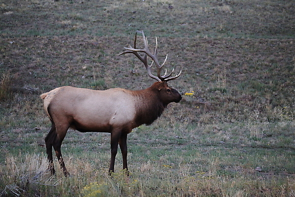포토 JPG 해외이미지 응시 공원 여자 야생동물 여행 2 엄마 사슴 뿔 앉기 사람없음 강 쌓기 달러 미국 아기 관찰 양 뜨거움 소 닫기 쌍둥이 황소 영양 북쪽 타운 멸종위기동물 제비 노려봄 매머드 암사슴 엘크 와이오밍 전국 해외202105 해외포토 동물 시선 공공시설 돈 북아메리카 포유류 가족 모션 조류 표정 사람 도시 암컷 방향 파일형식 멸종위기종