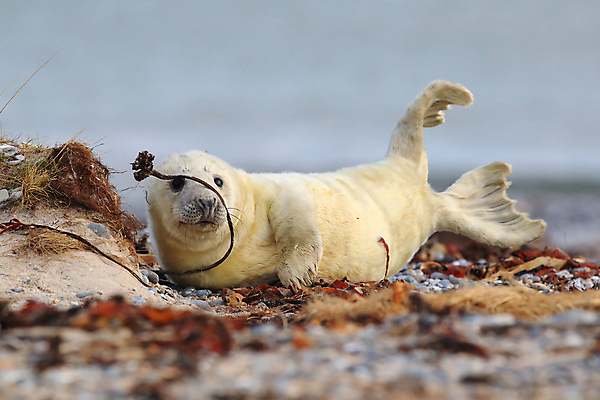 포토 JPG 해외이미지 동물 유럽 야생동물 새끼 모래 바다 섬 겨울 포유류 자연 놀이 털 독일 사랑 해변 사람없음 야외 귀여움 환경 금속 회색 코트 흰색 아기 신생아 보호 물개 모래언덕 폭풍 북쪽 멸종 대서양 생태학 해외202105 해외포토 계절 교육 감정 나라 컬러 컨셉 재질 날씨 사람 바다동물 외투 방향 언덕 생태계 파일형식