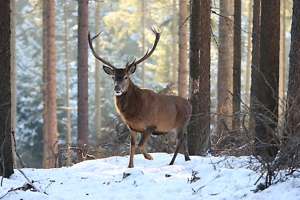 포토 JPG 해외이미지 나무 동물 척추동물 한마리 남자 야생동물 겨울 포유류 자연 사슴 생물 뿔 사람없음 야외 빨간색 세로 컬러풀 갈색 달러 추위 가을 흰색 숲 큼 바퀴자국 흰배경 내추럴 엘크 웅장함 초식 눈내림 반추동물 해외202105 해외포토 식물 1 계절 컬러 백그라운드 돈 자국 눈_날씨 사람 크기 생태계 파일형식