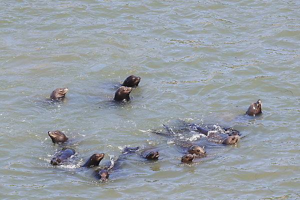 포토 JPG 해외이미지 동물 계절 여유 야생동물 파도 바다 여행 포유류 자연 풍경 사람없음 물 갈색 힘 소리 탐험 잠 거친 그룹 동굴 큼 물개 황소 태평양 시끄러움 짝짓기 내추럴 동물상 힘찬 해외202105 해외포토 자연요소 감정 컬러 컨셉 조형물 바다동물 소 크기 생태계 파일형식