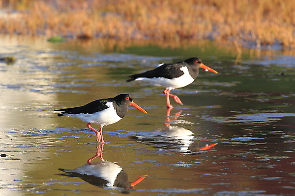 포토 JPG 해외이미지 조류 야외 물떼새 해외202105 검은머리물떼새 해외포토 동물 파일형식