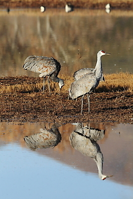 포토 JPG 해외이미지 동물 실루엣 호수 야생동물 날개 모션 조류 하늘 새로움 산 멕시코 옥수수 풍경 사람없음 빨간색 황혼 일몰 회색 연못 쌍 은색 언덕 기중기 물새 많음 수평선 해외202105 해외포토 컬러 컨셉 북아메리카 곡류 촬영기법 노을 중장비 파일형식