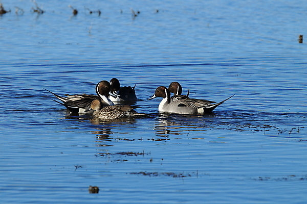 포토 JPG 해외이미지 커플 남자 호수 야생동물 섬 포즈 북아메리카 모션 자연 조류 아침 초식동물 새로움 오리 성인 사람없음 야외 옆모습 물 파란색 강 갈색 수영 미국 연못 개울 습지 깃털 북쪽 물새 뉴멕시코 민물 해외202105 해외포토 주간 자연요소 동물 뷰포인트 컬러 컨셉 관계 아메리카 사람 수상스포츠 방향 생태계 파일형식