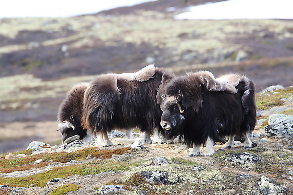 포토 JPG 해외이미지 주간 나무 동물 공원 얼굴 야생동물 산 뿔 노르웨이 사람없음 얼음 힘 분노 소 방어 보호 큼 북극 황소 싸움 서리 북쪽 거인 알래스카 양모 고립 동물상 스칸디나비아 혼자 힘찬 해외202105 해외포토 자연요소 식물 공공시설 감정 유럽 컨셉 포유류 모션 어류 신체부위 조형물 미국 직물 크기 극지방 방향 파일형식