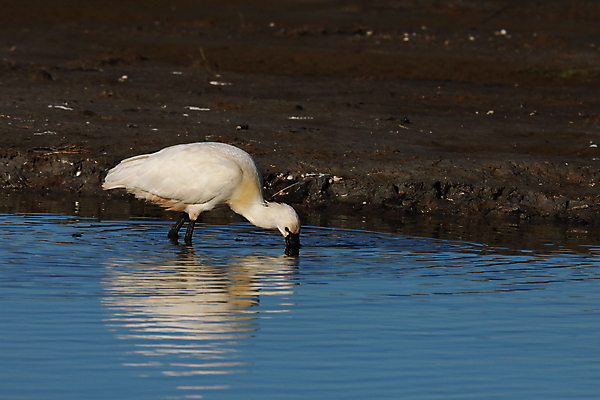 포토 JPG 해외이미지 동물 드레스 유럽 야생동물 음식 바다 섬 조류 하늘 서기 사람없음 초록색 물 파란색 머리 걷기 숟가락 검은색 흰색 황무지 왜가리 깃털 네덜란드 주걱 물새 계산서 고립 수유 해외202105 해외포토 자연요소 옷 나라 컬러 모션 주방용품 수저 신체부위 파일형식