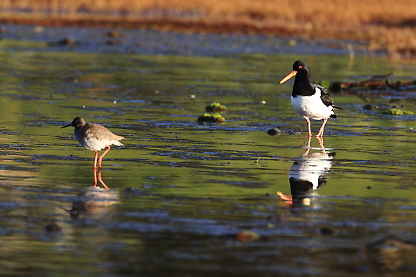 포토 JPG 해외이미지 조류 야외 물떼새 해외202105 검은머리물떼새 해외포토 동물 파일형식