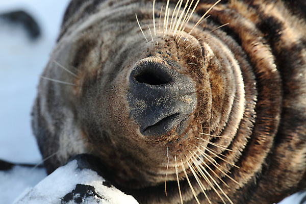 포토 JPG 해외이미지 동물 유럽 야생동물 새끼 모래 바다 섬 겨울 포유류 자연 놀이 털 독일 사랑 해변 사람없음 야외 귀여움 환경 금속 회색 코트 흰색 아기 신생아 보호 물개 모래언덕 북쪽 멸종 대서양 생태학 해외202105 해외포토 계절 교육 감정 나라 컬러 컨셉 재질 사람 바다동물 외투 방향 언덕 생태계 파일형식