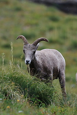 포토 JPG 해외이미지 동물 공원 남자 야생동물 여행 캐나다 곡선 포유류 자연 산 털 뿔 사람없음 옆모습 책 미국 시골 양 큼 트로피 활 사냥 오르기 양궁 북쪽 서식지 램 신발장 전국 로키산맥 해외202105 해외포토 공공시설 선 스포츠 뷰포인트 북아메리카 모션 사람 크기 방향 상_우승 생태계 파일형식