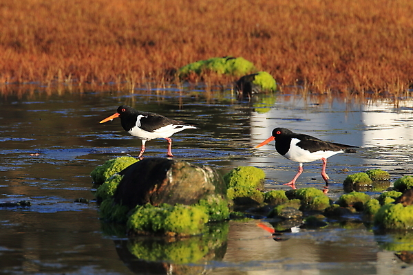 포토 JPG 해외이미지 조류 야외 물떼새 해외202105 검은머리물떼새 해외포토 동물 파일형식
