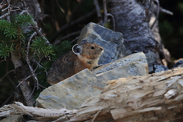 포토 JPG 해외이미지 동물 공원 야생동물 잎 포유류 자연 산 사람없음 야외 환경 미국 가을 나뭇가지 토끼 보호 작음 모피 빙하 캘리포니아 북쪽 지구온난화 서식지 서쪽 온실 전국 해외202105 해외포토 나무 식물 계절 공공시설 컨셉 북아메리카 반려동물 크기 방향 생태계 기후변화 파일형식