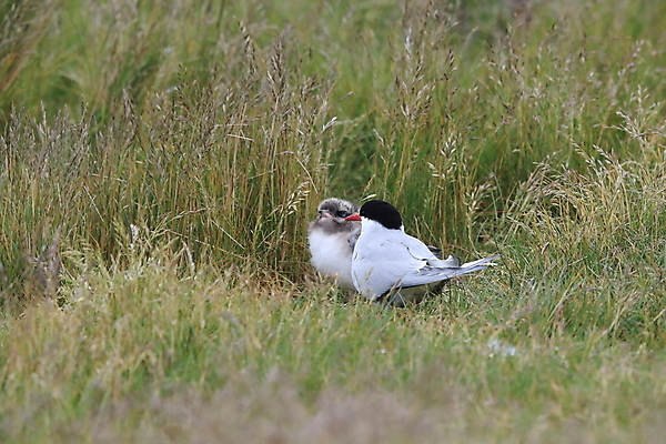 포토 JPG 해외이미지 동물 응시 야생동물 바다 섬 청소년 갈매기 조류 잉글랜드 병아리 아이슬란드 어업 사람없음 빨간색 흰색 아기 관찰 황무지 둥지 공격 북극 깃털 북쪽 철새 대서양 공격적 동물상 스칸디나비아 해외202105 해외포토 시선 유럽 산업 컬러 컨셉 모션 영국 사람 조형물 극지방 방향 파일형식