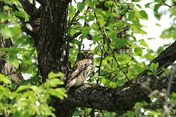 포토 JPG 해외이미지 나무 동물 응시 야생동물 백그라운드 자연 조류 사람없음 야외 초록색 여름 갈색 시골 관찰 작음 먹이 육식동물 부엉이 사냥꾼 내추럴 해외202105 해외포토 식물 직업 시선 계절 컬러 모션 크기 생태계 파일형식