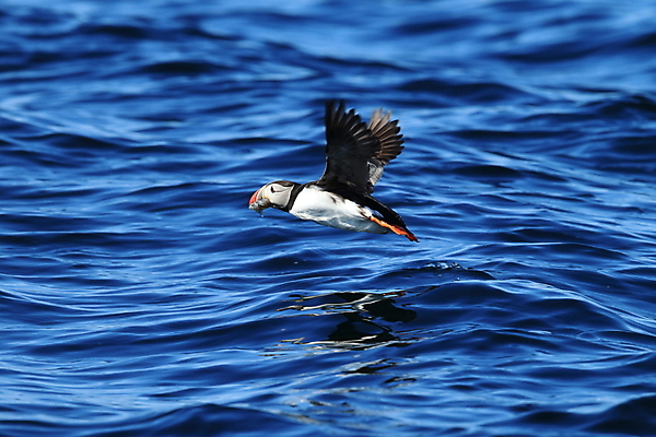 포토 JPG 해외이미지 동물 야생동물 바다 섬 여행 백그라운드 자연 조류 휴가 노르웨이 아이슬란드 사람없음 물 여름 파란색 컬러풀 검은색 황무지 깃털 부리 앵무새 북쪽 대서양 계산서 스칸디나비아 해외202105 해외포토 자연요소 계절 유럽 컬러 방향 생태계 파일형식