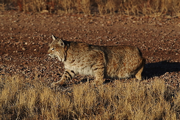 포토 JPG 해외이미지 나무 동물 야생동물 캐나다 겨울 포유류 자연 앉기 풍경 사람없음 야외 갈색 고양이 봄 숲 작음 먹이 육식동물 북쪽 뉴멕시코 스라소니 해외202105 해외포토 식물 계절 컬러 북아메리카 모션 반려동물 크기 방향 생태계 파일형식