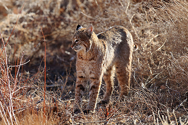 포토 JPG 해외이미지 나무 동물 야생동물 캐나다 겨울 포유류 자연 앉기 풍경 사람없음 야외 갈색 고양이 봄 숲 작음 먹이 육식동물 북쪽 뉴멕시코 스라소니 해외202105 해외포토 식물 계절 컬러 북아메리카 모션 반려동물 크기 방향 생태계 파일형식