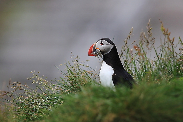 포토 JPG 해외이미지 유럽 2 자연 조류 아이슬란드 어류 서기 앉기 사람없음 가로 컬러풀 깃털 언덕 부리 대서양 남쪽 계산서 식민지 헤드랜드 해외202105 해외포토 동물 나라 바다 컬러 모션 수중동물 방향 생태계 파일형식