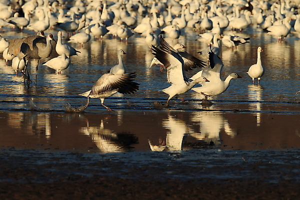 포토 JPG 해외이미지 동물 호수 야생동물 이동 겨울 날개 자연 조류 하늘 사람없음 야외 빨간색 물 파란색 검은색 봄 흰색 시골 그룹 우아함 군중 깃털 사냥 거위 물새 철새 뉴멕시코 해외202105 해외포토 자연요소 계절 컬러 컨셉 사람 생태계 파일형식