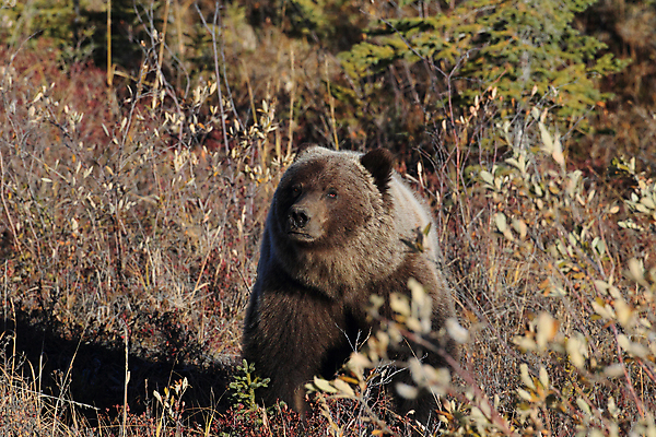 포토 JPG 해외이미지 동물 척추동물 공원 도로 야생동물 백그라운드 곰 포유류 자연 낚시 털 초원 사람없음 야외 초록색 여름 강 갈색 걷기 봄 가을 흰색 위험 큼 블루베리 육식동물 알래스카 고립 노란배경 해외202105 해외포토 계절 공공시설 길 컬러 컨셉 과일 교통시설 모션 레저 노란색 미국 크기 생태계 파일형식