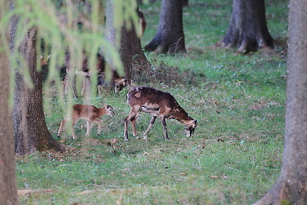 포토 JPG 해외이미지 동물 커플 응시 계절 공원 여자 남자 유럽 야생동물 백그라운드 포유류 자연 사슴 염소 뿔 독일 서기 사람없음 빨간색 갈색 머리 양 그룹 황무지 군중 숲 양자리 염소자리 짝짓기 동물상 램 해외202105 해외포토 시선 공공시설 나라 컬러 관계 모션 사람 신체부위 조형물 별자리 생태계 파일형식