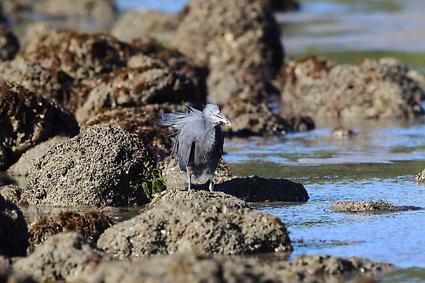 포토 JPG 해외이미지 동물 아시아 야생동물 바다 섬 여행 태국 자연 조류 어류 서기 사람없음 야외 물 여름 검은색 바위 흰색 기다림 호주 작음 대만 깃털 생물학 사냥 부리 날카로움 태평양 신성 암초 서식지 동쪽 내추럴 해외202105 해외포토 자연요소 계절 교육 나라 컬러 모션 수중동물 돌_바위 오세아니아 크기 방향 생태계 파일형식