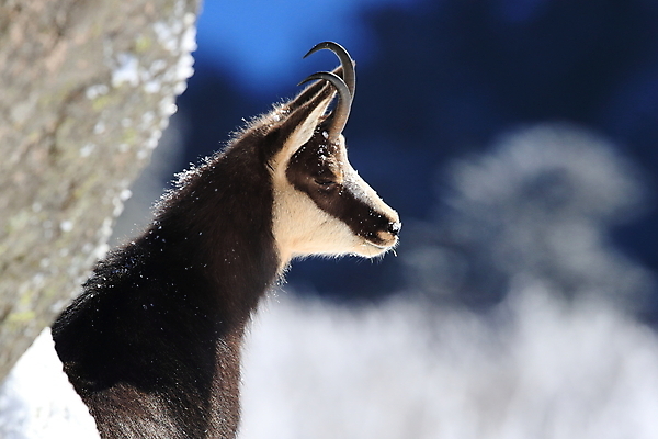 포토 JPG 해외이미지 동물 응시 유럽 야생동물 신체 포유류 휴가 산 뿔 종류 초원 성인 사람없음 빛 컬러풀 프랑스 방목 보석 가득함 손목시계 즐거움 싱글 알프스 서식지 길이 내추럴 찰과상 해외202105 해외포토 시선 감정 나라 시계 컬러 장신구 사람 축산업 상처 광석 파일형식