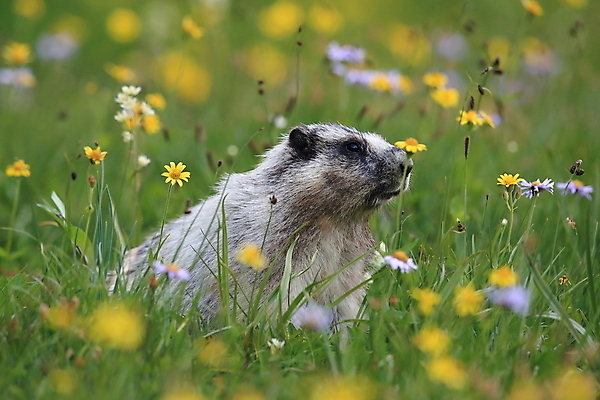 포토 JPG 해외이미지 꽃 야생동물 포유류 자국 산 털 사람없음 야외 옆모습 가로 빨간색 초록색 여름 햇빛 갈색 봄 하이킹 회색 개화 황무지 재산 호루라기 가득함 빙하 북쪽 휘파람 해외202105 해외포토 식물 동물 계절 뷰포인트 컬러 레저 금융 태양 방향 파일형식