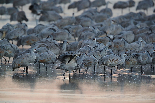 포토 JPG 해외이미지 동물 실루엣 호수 야생동물 날개 모션 조류 하늘 새로움 산 멕시코 옥수수 풍경 사람없음 빨간색 황혼 일몰 회색 연못 쌍 은색 언덕 기중기 물새 많음 수평선 해외202105 해외포토 컬러 컨셉 북아메리카 곡류 촬영기법 노을 중장비 파일형식