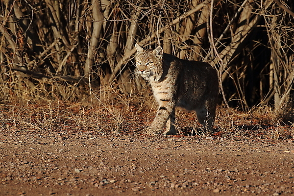 포토 JPG 해외이미지 나무 동물 야생동물 캐나다 겨울 포유류 자연 앉기 풍경 사람없음 야외 갈색 고양이 봄 숲 작음 먹이 육식동물 북쪽 뉴멕시코 스라소니 해외202105 해외포토 식물 계절 컬러 북아메리카 모션 반려동물 크기 방향 생태계 파일형식