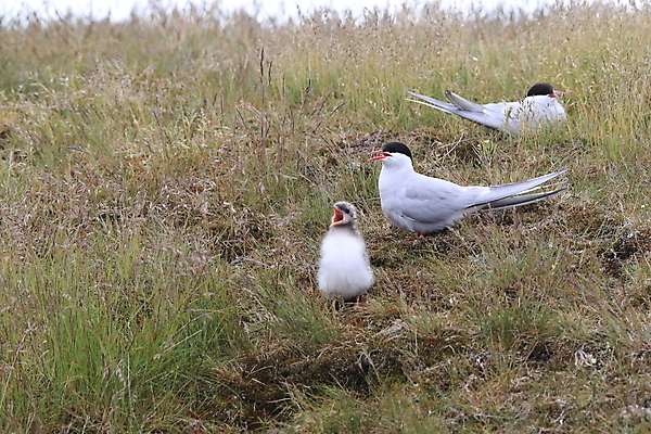 포토 JPG 해외이미지 동물 응시 야생동물 바다 섬 청소년 갈매기 조류 잉글랜드 병아리 아이슬란드 어업 사람없음 빨간색 흰색 아기 관찰 황무지 둥지 공격 북극 깃털 북쪽 철새 대서양 공격적 동물상 스칸디나비아 해외202105 해외포토 시선 유럽 산업 컬러 컨셉 모션 영국 사람 조형물 극지방 방향 파일형식
