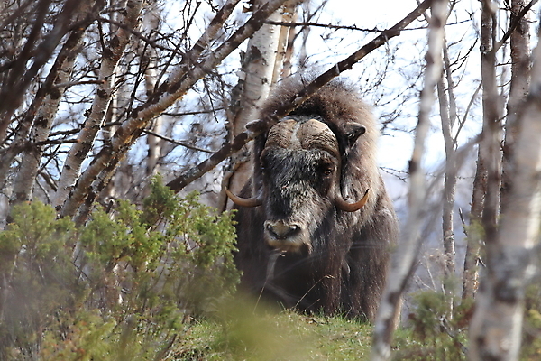포토 JPG 해외이미지 주간 나무 동물 공원 얼굴 야생동물 산 뿔 노르웨이 사람없음 얼음 힘 분노 소 방어 보호 큼 북극 황소 싸움 서리 북쪽 거인 알래스카 양모 고립 동물상 스칸디나비아 혼자 힘찬 해외202105 해외포토 자연요소 식물 공공시설 감정 유럽 컨셉 포유류 모션 어류 신체부위 조형물 미국 직물 크기 극지방 방향 파일형식
