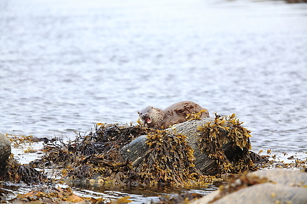 포토 JPG 해외이미지 나무 동물 유럽 얼굴 야생동물 겨울 포유류 자연 털 노르웨이 어업 사람없음 야외 물 강 갈색 머리 수영 젖음 게 관찰 닫기 묘사 코 귀 육식동물 북쪽 멸종 내추럴 동물상 해외202105 해외포토 자연요소 식물 계절 나라 산업 컬러 모션 갑각류 신체부위 조형물 수상스포츠 방향 생태계 파일형식
