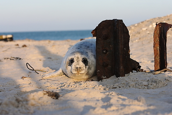 포토 JPG 해외이미지 동물 유럽 야생동물 새끼 바다 섬 포유류 자연 털 독일 사랑 해변 사람없음 야외 귀여움 환경 회색 코트 흰색 아기 신생아 보호 물개 모래언덕 북쪽 멸종 대서양 생태학 해외202105 해외포토 교육 감정 나라 컬러 컨셉 사람 바다동물 외투 방향 언덕 생태계 파일형식