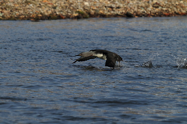 포토 JPG 해외이미지 동물 호수 야생동물 자연 조류 표면 영국 아이슬란드 사람없음 야외 가로 빨간색 물 반사 수영 펼침 연못 서핑 둥지 잠수부 습지 몸단장 민물 변소 스칸디나비아 해외202105 해외포토 자연요소 유럽 컬러 모션 수상스포츠 전문직 생태계 파일형식